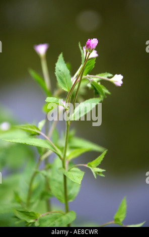 Weidenblättrige Weidenröschen, Epilobium montanum, Onagraceae Stockfoto