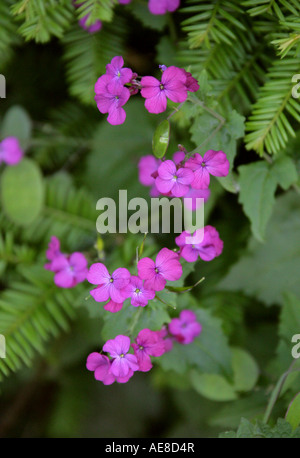 Mehrjährige Ehrlichkeit, Lunaria rediviva, Brassicaceae Stockfoto