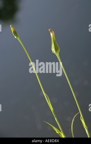 Goatsbeard, Tragopogon Pratensis Asteraceae auch bekannt als Jack Go ins Bett am Mittag. Stockfoto