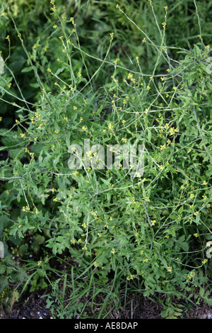 Gemeinsame Hecke Senf behaarte Pod Hedge Senf Sisymbrium officinale Stockfoto