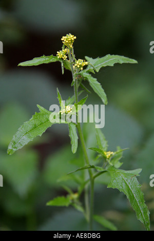 Gemeinsame Hecke Senf, behaarte Pod Hedge Senf, Sisymbrium Officinale, Brassicaceae. Stockfoto