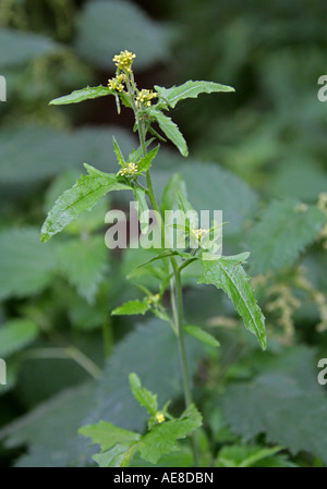 Gemeinsame Hecke Senf, behaarte Pod Hedge Senf, Sisymbrium Officinale, Brassicaceae. Stockfoto