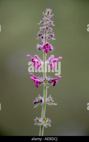 Hedge Woundwort Niederwendischen Sylvatica Labiatae Stockfoto