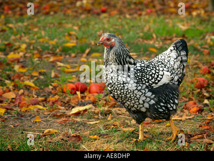 Silber geschnürt Wyandottes Henne Huhn stehend im Obstgarten Stockfoto