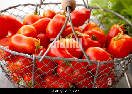 Drahtkorb gemischte Vielzahl von leuchtend roten Tomaten Bio Stockfoto