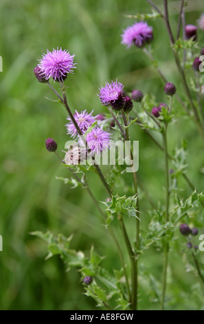 Schleichende Distel, Cirsium Arvense, Asteraceae. Stockfoto