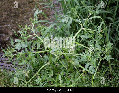 Narren Wasserkresse, Apium nodiflorum, Apiaceae. Wächst entlang der Ufer des Flusses Chess, Hertfordshire Stockfoto