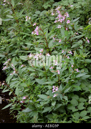 Himalaya-Springkraut Impatiens Glandulifera Balsaminaceae Stockfoto