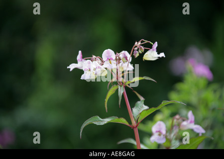 Himalaya-Springkraut Impatiens Glandulifera Balsaminaceae Stockfoto