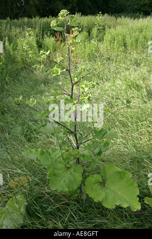 Geringerem Klette, Arctium minus, Korbblütler, Compositae Stockfoto