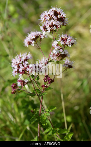 Wilder Majoran, Origanum vulgare, Lamiaceae, Labiatae Stockfoto