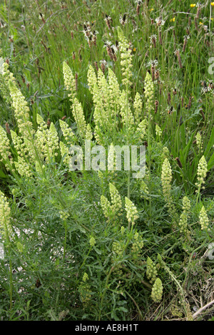 Wilde Mignonette, Reseda lutea, Resedaceae Stockfoto