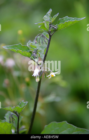 Schwarzer Nachtschatten, Solanum nigrum, Solanaceae Stockfoto