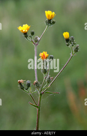 Glatter Weißbart, Crepis capillaris, Compositae, Asteraceae Stockfoto