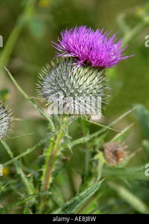 Distel, Cirsium Vulgare, Asteraceae, Speer Compositae Stockfoto