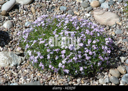 Phlox Subulata G F Wilson alpine Blütenpflanzen für Steingarten Steingärten Stockfoto