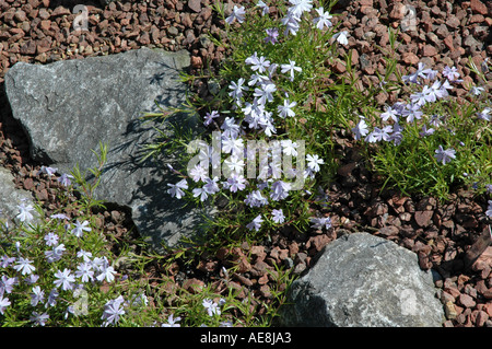 Phlox Subulata G F Wilson alpine Blütenpflanzen für Steingarten Steingärten Stockfoto