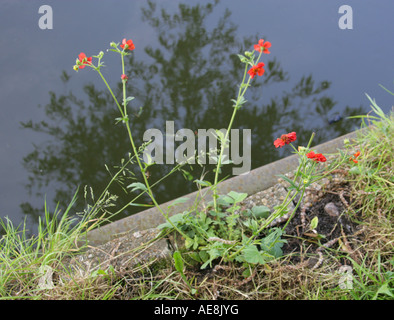 Roten Zistrosen wildwachsenden durch den Grand Union Canal Stockfoto