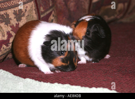 Nahaufnahme Foto eines Paares von Schwarz, braun und weiß Meerschweinchen Stockfoto