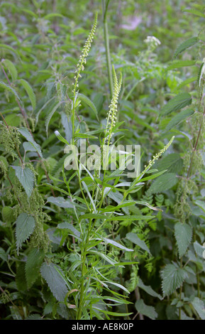 Schweißen Reseda Luteola Resedaceae Stockfoto