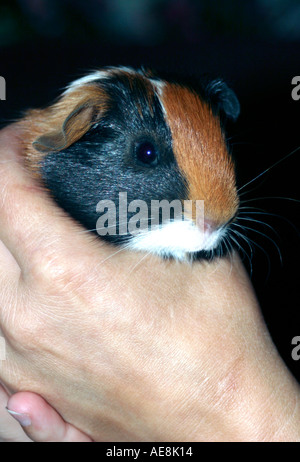 Meerschweinchen hautnah Kopf geschossen in Frauenhand Stockfoto
