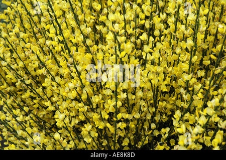 Cytisus X praecox Allgold blühenden Ginster Stockfoto