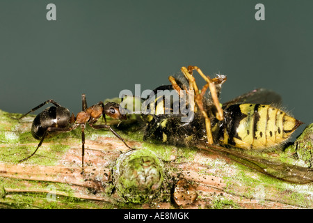 Holz Ameise Formica Rufa mit Wespe und schön aus Fokus Hintergrund Maulden Holz Bedfordshire Stockfoto