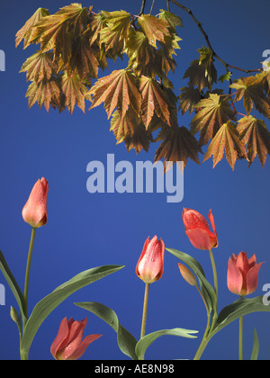 Ahorn-Blätter und rote Tulpen auf blauem Hintergrund Stockfoto