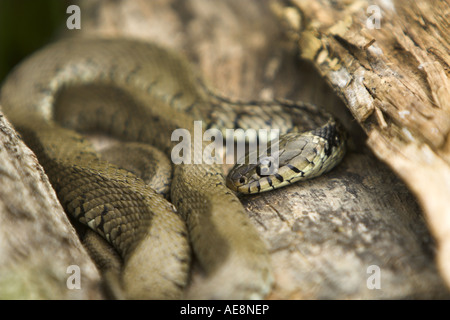 Ringelnatter Natrix Natrix auf Log UK Sommer Stockfoto