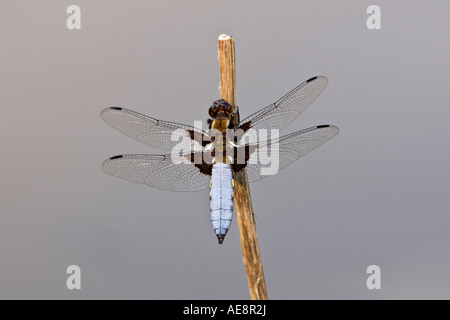 Breit-bodied Chaser Libellula Depressa ruht auf Stamm Weiher mit unscharf Hintergrund Potton Bedfordshire Stockfoto