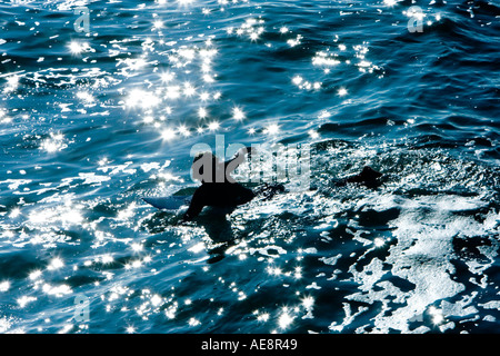 Surfer, die Silhouette gegen den blauen Ozean Paddel in am Hunnington Beach in Los Angeles, Kalifornien. Stockfoto