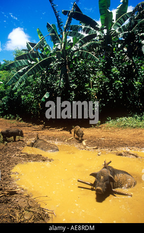 Schwein, Abkühlung im in Pfütze von Schlamm, Phonsavan, Laos Stockfoto