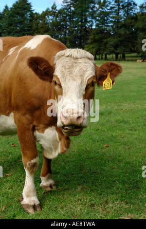 Braune Kühe auf der grünen Wiese Bauernhof Weide, Nordinsel Neuseeland Stockfoto