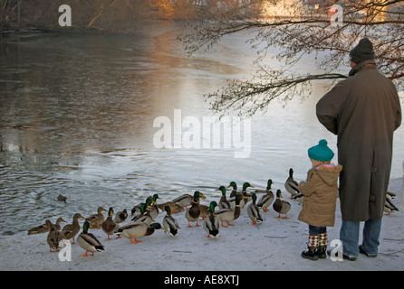 Vater und Kind füttern die Enten Stockenten (Anas Platyrhynchos) Stockfoto