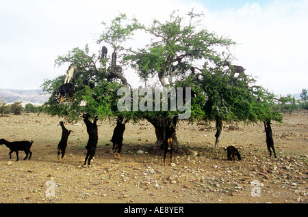 Ziegen in einem Arganbaum, Taroudannt, Souss Tal, Marokko, Nordafrika Stockfoto