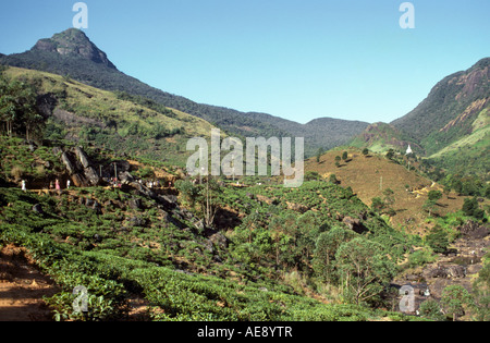 Pilger Abstieg den Weg vom Adams Peak 2243 Meter hoch nach den Sonnenaufgang zu beobachten, aus der oberen Ratnapura Sri Lanka Stockfoto