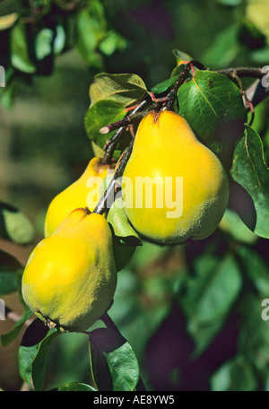 Frucht der essbare Quitte Cydonia Oblonga Meech Prolific im Herbst Wiltshire UK Stockfoto