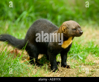 TAYRA Eira barbara Stockfoto