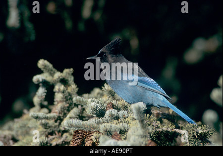 Steller's Jay Cyanocitta Stelleri Erwachsene auf Fichte Homer Alaska USA März 2000 Stockfoto