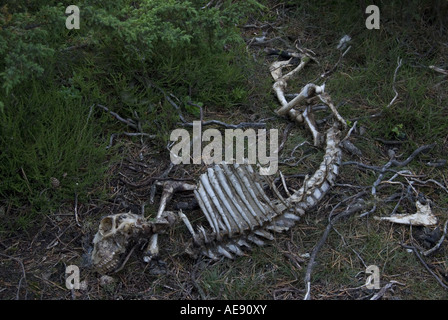 Das Skelett/die Leiche eines nachts im Wald aufgereihten Schafs. Stockfoto
