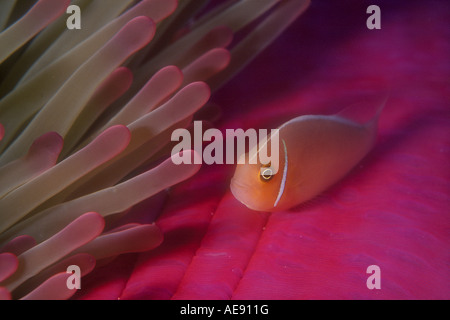 Ein Rosa Anemonenfischen, Amphiprion perideraion, bleibt nah an Tentakeln der Host Anemone auf einem Korallenriff in Palau. Stockfoto