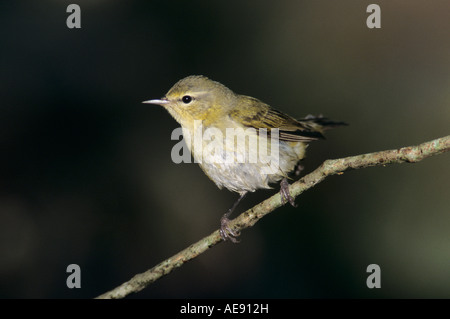 Tennessee Warbler Vermivora Peregrina Erwachsenen South Padre Island Texas USA Mai 2005 Stockfoto