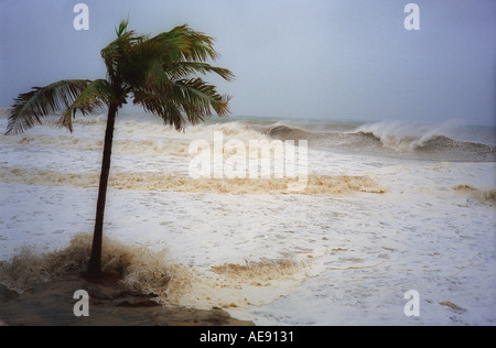 Kokospalme weht im Wind und stürmischen Ozean während Hurrikan in Baja California Mexiko Stockfoto