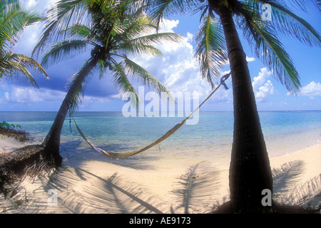 Pendeln zwischen zwei Kokospalmen in Belize Karibik Hängematte Stockfoto