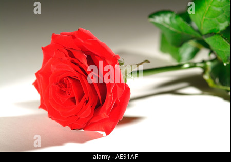 einzelne rote rose Stamm Stockfoto