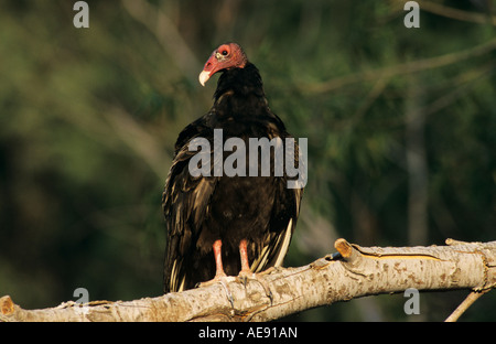 Türkei-Geier Cathartes Aura Erwachsenen Starr County Rio Grande Valley Texas USA Mai 2002 Stockfoto