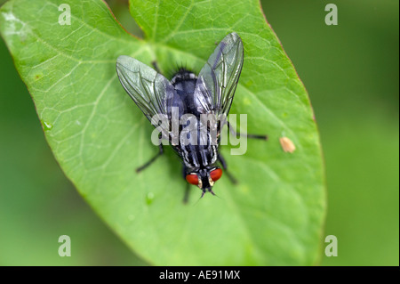 Fliegen Sie mit Ackerwinde Blatt Stockfoto