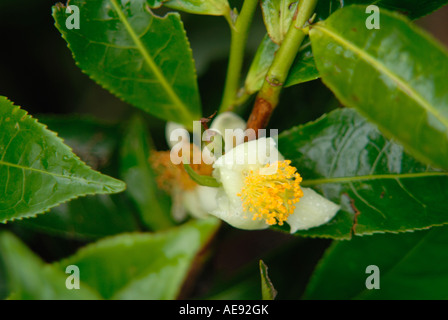 Nahaufnahme der Blüte von CAMELLIA SINENSIS oder Teepflanze verwendet zum Trinken Kericho Kenia in Ostafrika Stockfoto