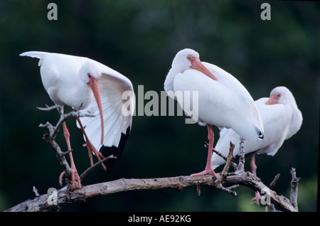 Weißer Ibis Eudocimus Albus Erwachsene Ruhe Ding Darling National Wildlife Refuge Sanibel Island Florida USA Dezember 1998 Stockfoto