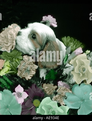Cavalier King Charles Spaniel Welpen Stockfoto